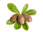 A group of Shea nuts and leaves.
