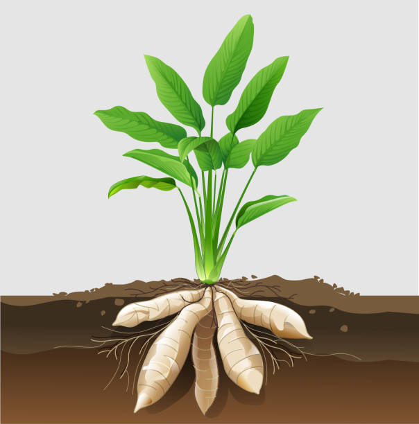 Illustration of an arrowroot plant