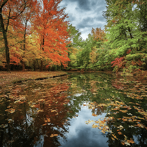 A beautiful Autum scene of colorful golden trees in the forest