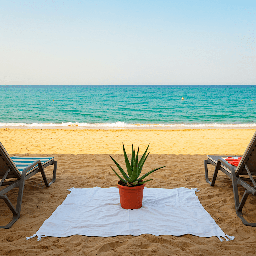 Two beach chairs on the beach. There is a large Aloe Vera plant in a pot on it's own beach blanket in the middle of the two chairs.