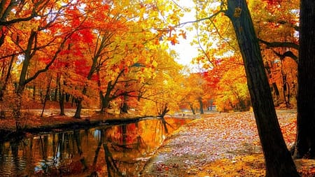 An autumn scene. Lots of gold color.
