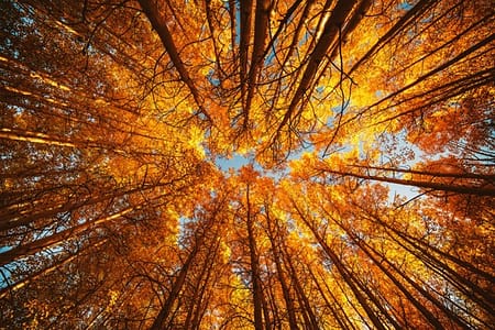 Looking up into autumn leaves. The sun is in the middle.