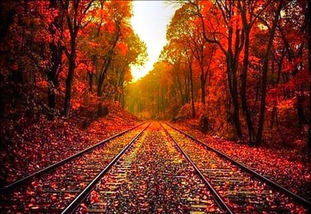Train tracks with fall trees and leaves